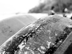 Boat Barco Texture